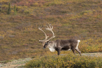Naklejka na ściany i meble Barren Ground Caribou Bull in Velvet