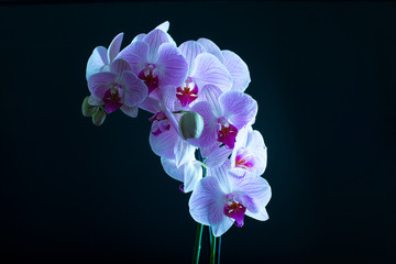 Orchidea