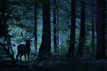 Photo sur Plexiglas Cerf Paysage de forêt de nuit avec des cerfs