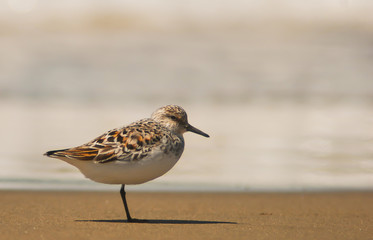 piovanello tridattilo (Calidris alba) sulla battigia