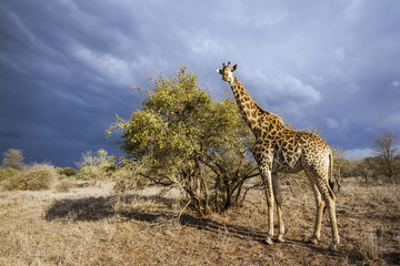 Giraffe in Kruger National park, South Africa