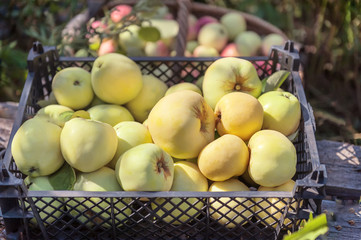 ripe yellow apples are sweet in the basket for harvesting on a Sunny day in the sun