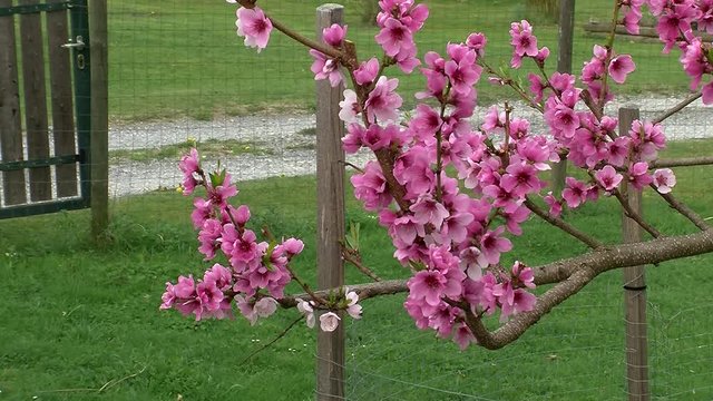 Pfirsichbl&uuml;ten an den &Auml;sten eines Pfirsichbaumes zittern im Wind