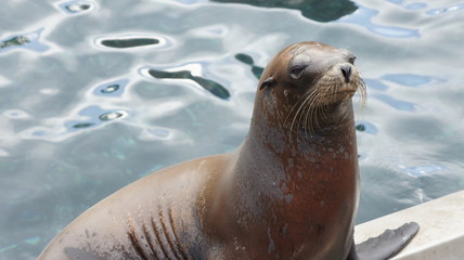 Obraz premium Seal close up