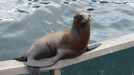 Seal