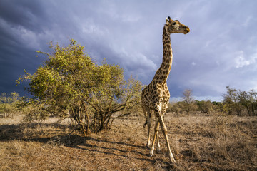 Fototapeta premium Giraffe in Kruger National park, South Africa
