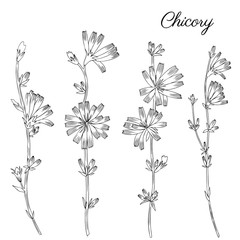Chicory flower, bud, leaf hand drawn graphic vector botanical illustration, doodle ink sketch isolated on white, medical endive plant, contour style for design greeting card,  invitation, medicine