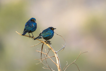 Greater blue-eared Glossy-Starling in Kruger National park, South Africa