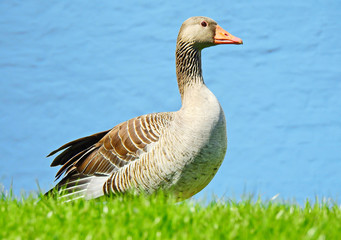 Graugans auf einer Wiese