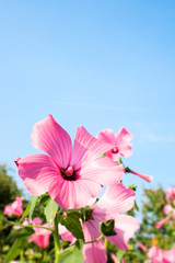 Pink flower on the sky background