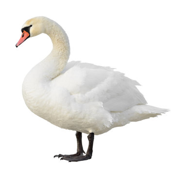 Mute Swan isolated on white