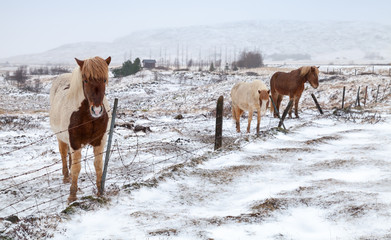 Iceland horses stand on snow-covered meadow