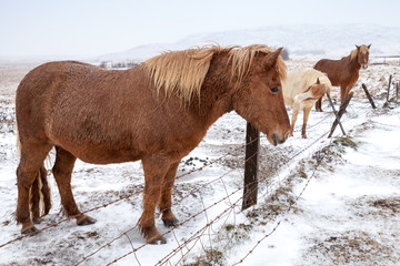 Icelandic horses stand on snow-covered meadow