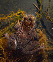 Common frog, Rana temporaria, backside of frog seen from above, sitting in a garden pond in Spring, April. Norway