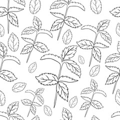 Mint leaves, peppermint isolated on white background, Hand drawn vector seamless patterns, spicy herbs, kitchen texture, Doodle cooking ingredient for design package tea, wallpaper, cosmetic, textile