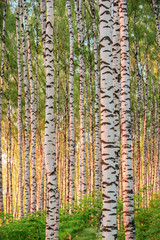 Fototapeta premium summer in sunny birch forest