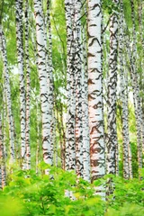 Printed roller blinds Birch grove summer in sunny birch forest
