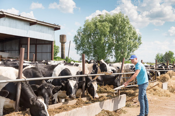 Farmer portrait against background of farm cows