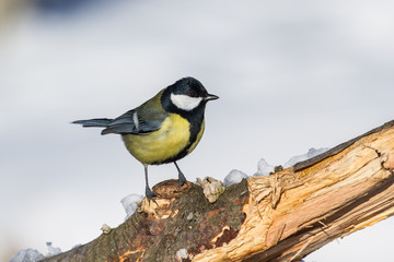 Obraz premium Great tit