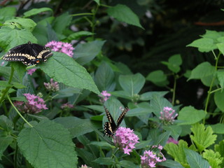 Black and Yellow Butterflies