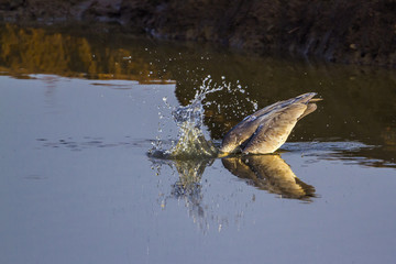 Grey Heron in Kruger National park, South Africa