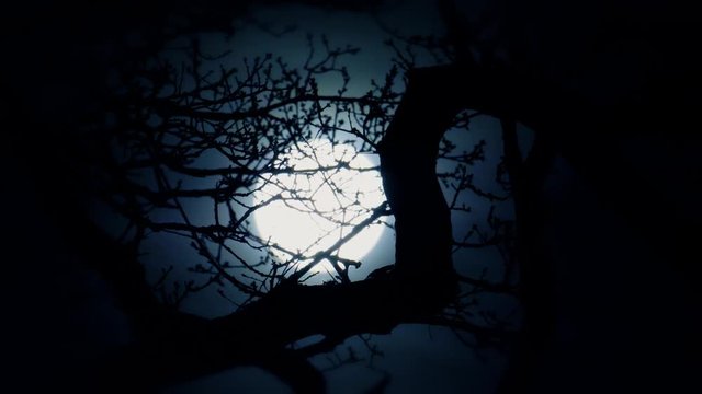 full moon shining through oak tree branches