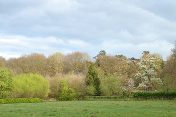 lentekleuren in de Kruisbergse bossen