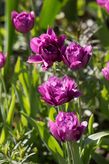 Beautiful magenta polypetal tulips in a botanical garden in Moscow
