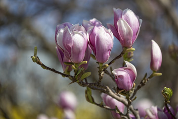 Magnolienblüte im Frühling