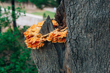 Yellow mushroom on a tree. Laetiporus sulphureus