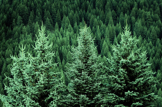 Forest of Pine Trees in Wilderness Mountains