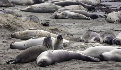 Fototapeta premium Fighting Seals