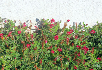 Pink wild flowers in front of a bright wall