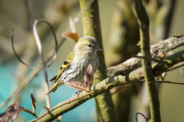 Siskin bird also known as Carduelis spinus