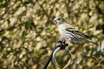 Siskin Sitting in a garden in the springtime