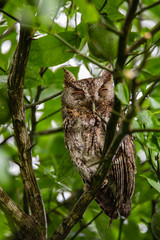 EASTERN SCREECH OWL