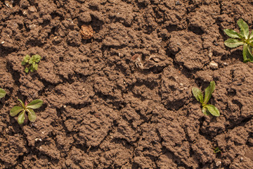 Dry cracked soil. background