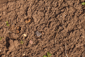 Dry cracked soil. background