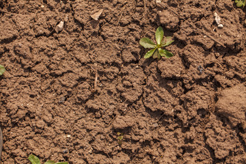 Dry cracked soil. background