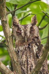 EASTERN SCREECH OWL