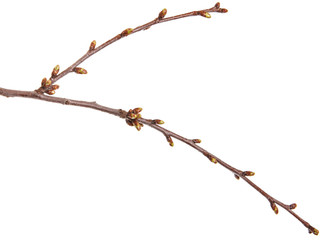 Swollen green buds on a branch of a cherry tree