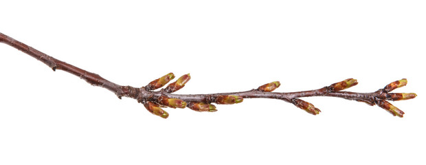 Swollen green buds on a branch of a cherry tree