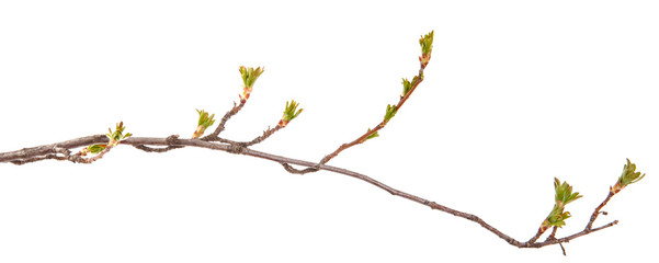 Branches of currant bush with young leaves