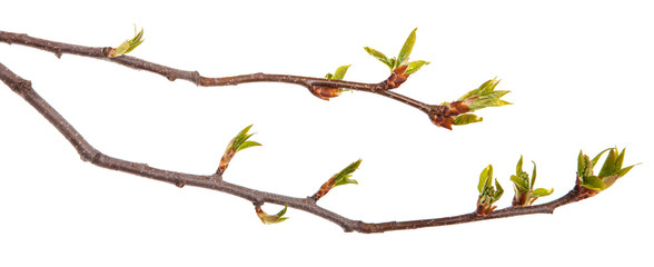 Cherry branches with young leaves