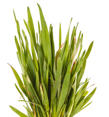 Green grass lawn isolated on white background