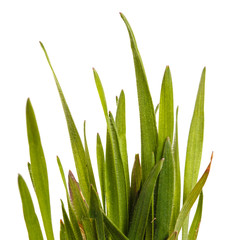 Green grass lawn isolated on white background