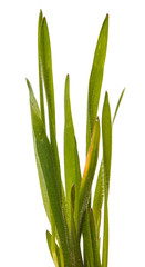 Green grass lawn isolated on white background