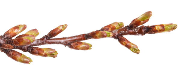 Swollen green buds on a branch of a cherry tree