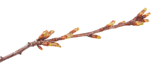 Swollen green buds on a branch of a cherry tree