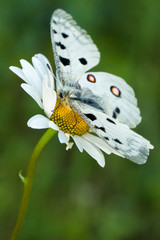 White butterfly with red and black spots